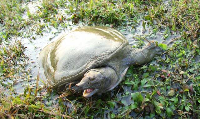 野生甲鱼和养殖甲鱼的区别在哪里,养殖甲鱼和野生甲鱼营养价值区别