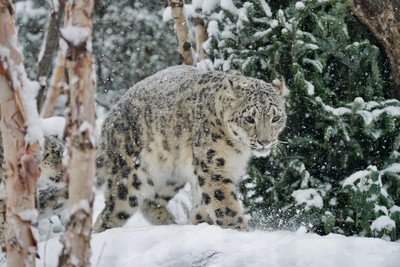 雪山之王称号的动物是谁,雪山之王的能力