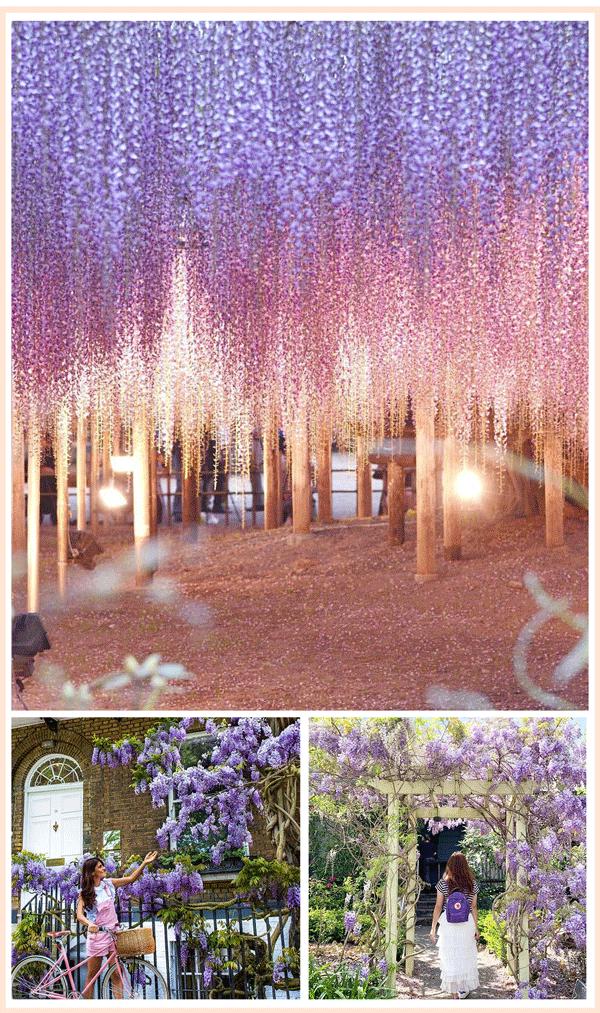 魔都赏花旅游攻略,魔都春季赏花好地方