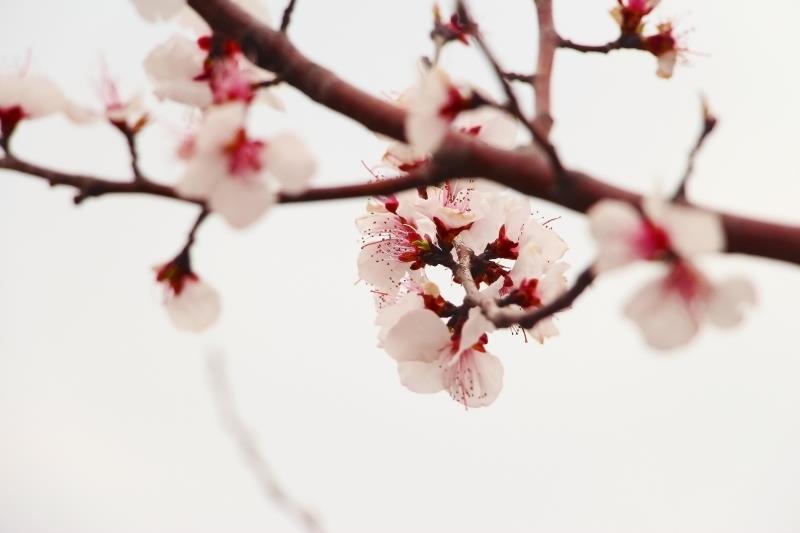 洛阳荆紫仙山赏桃花,洛阳新安荆紫仙山景区桃花
