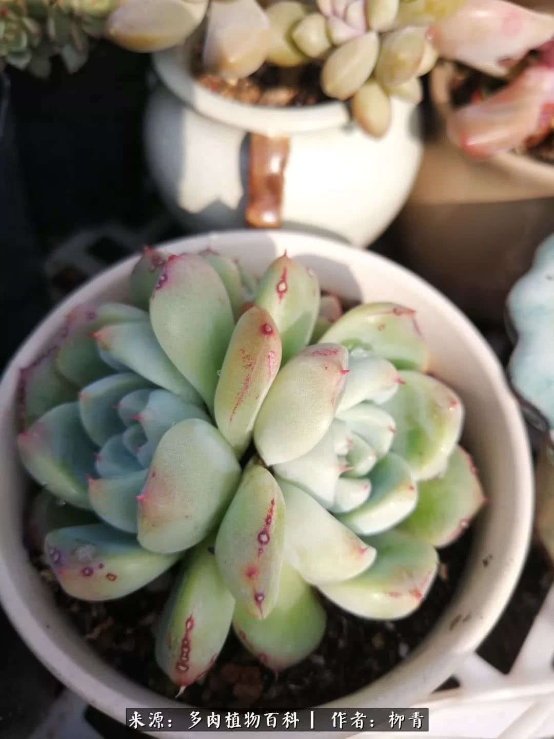 从入卡坑一个月到入卡坑三年,从入坑到现在所有品种开花图