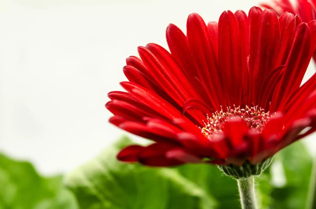 宝宝怎么补铁让我教你科学补铁,贫血要补铁这4种食物是补铁高手