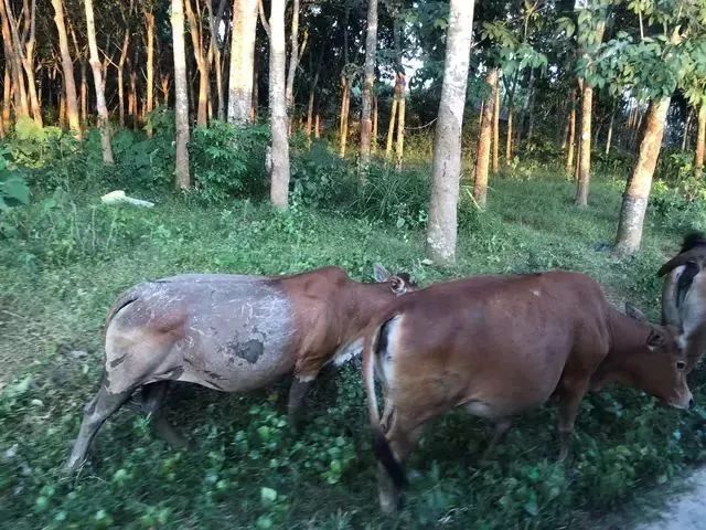 又到一年预审时，四大人最喜欢出差的城市是……