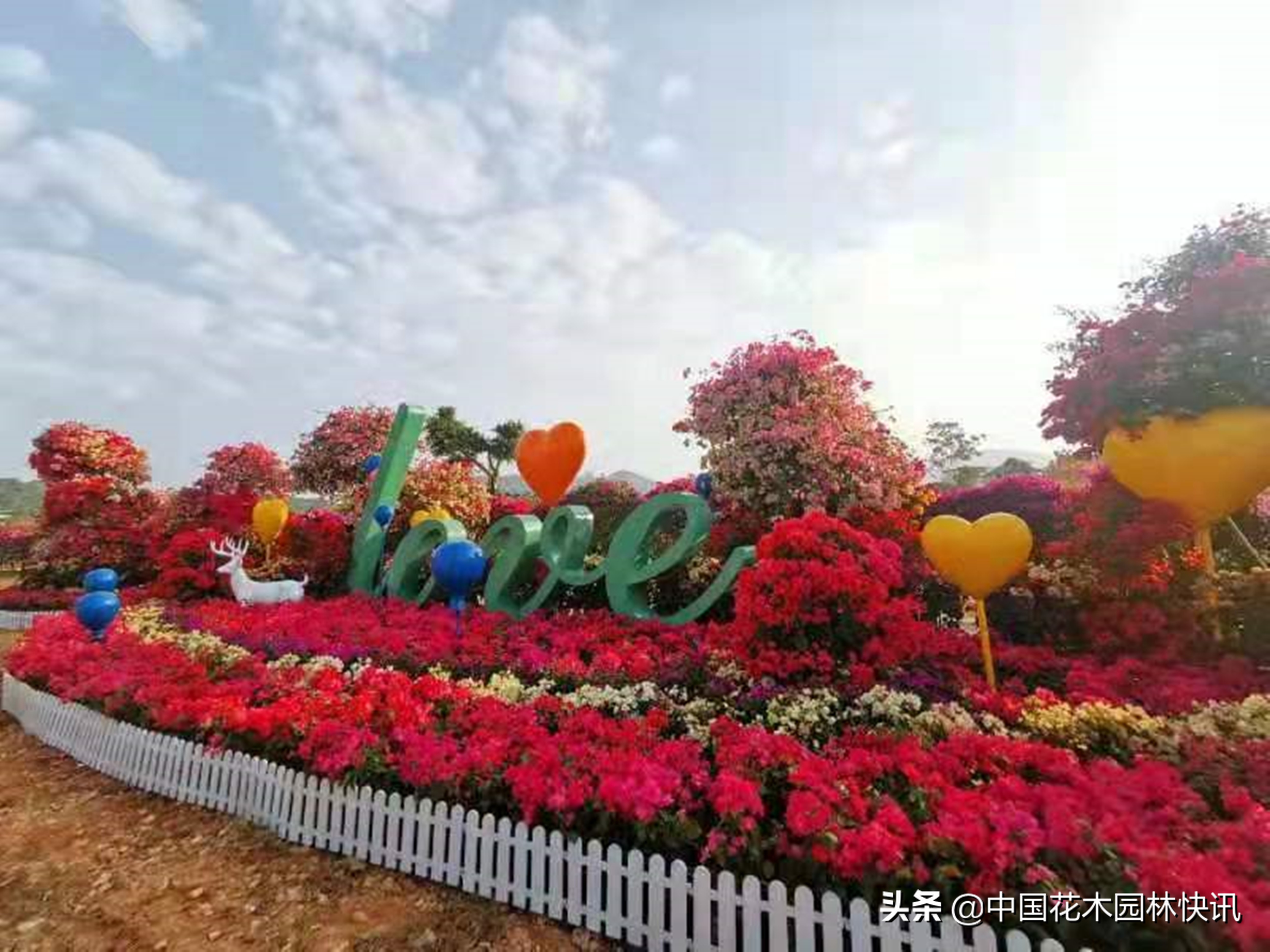 建*党**百年华诞拉动福建三角梅价量齐升