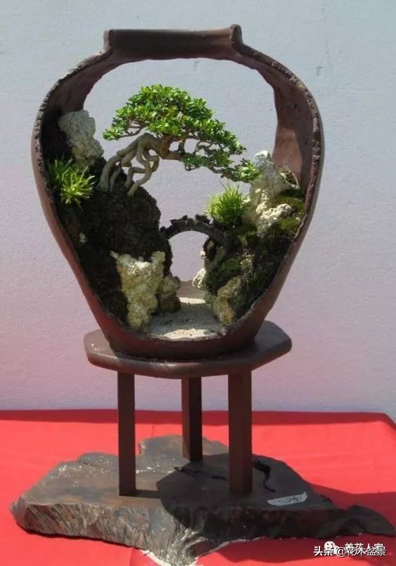 从盆景小白到终身爱好,初学者养盆景少走坑