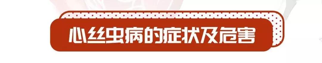 感染心丝虫能活多久,夏天心丝虫传染率