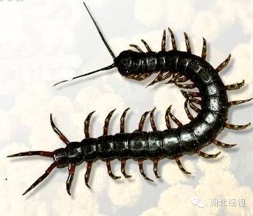 敌敌畏去头虱,敌敌畏杀头虱