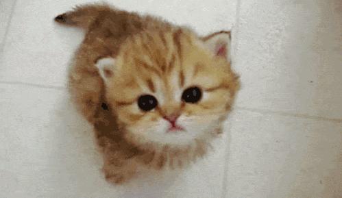 养一只很凶的小流浪猫,养一只性格差的猫