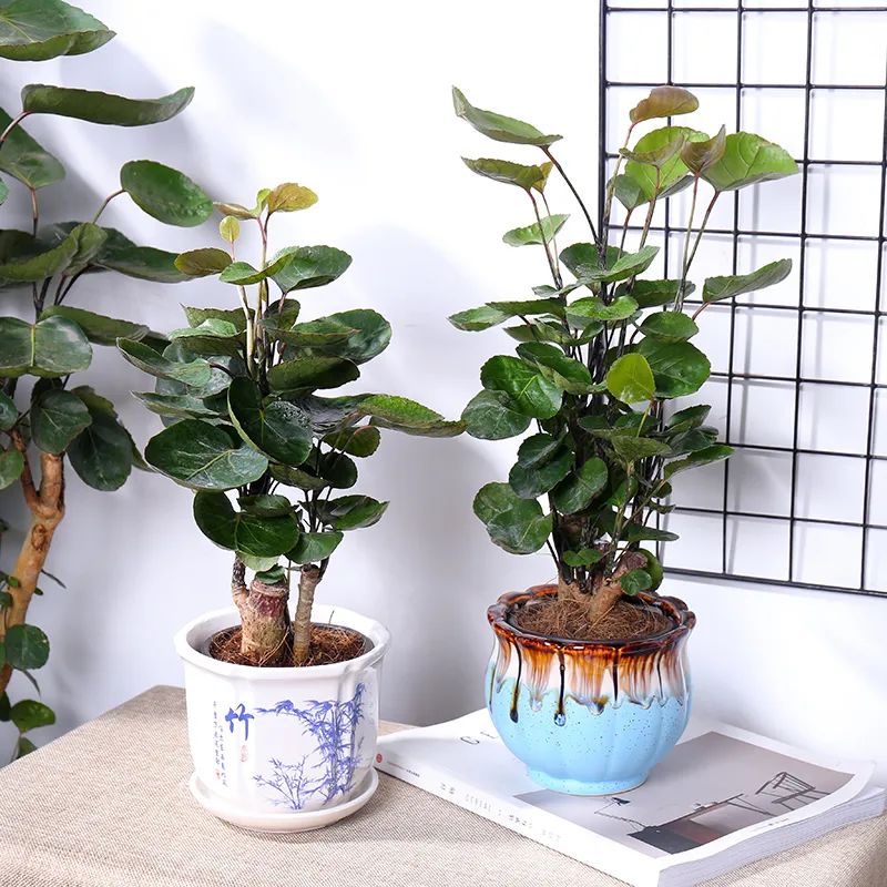 福禄桐养护方法,福禄桐绿怎么养