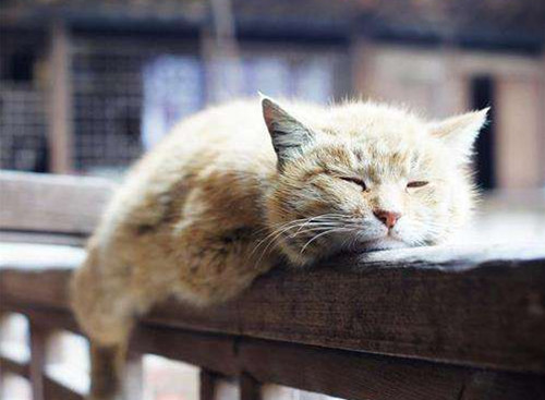 猫咪贫血吃补血肝精多久能好,猫咪有贫血和肾衰能治好吗