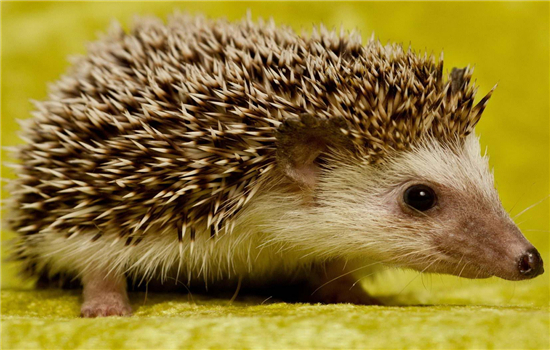 四大仙的民间故事,四大神话四大民间传说