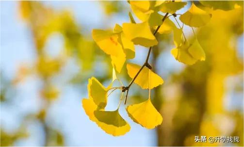 重庆这所小学成为应试教育黑马？竟然考赢了渝中三巨头