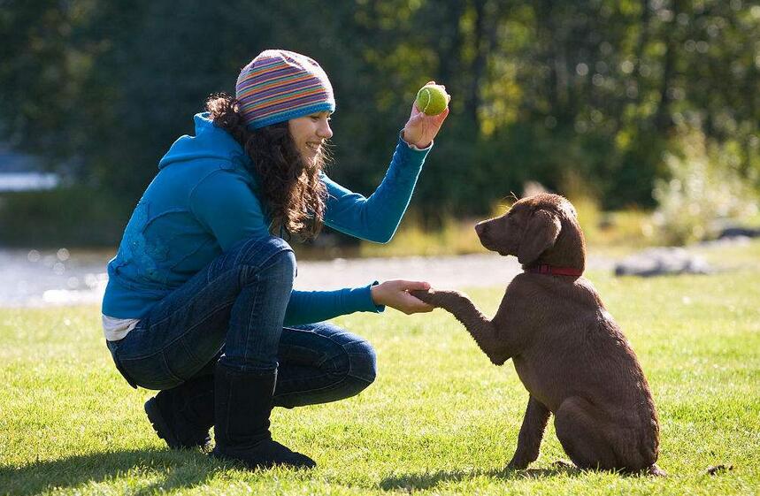 拉布拉多可以像土狗那样养么,拉布拉多怎么比土狗难养那么多