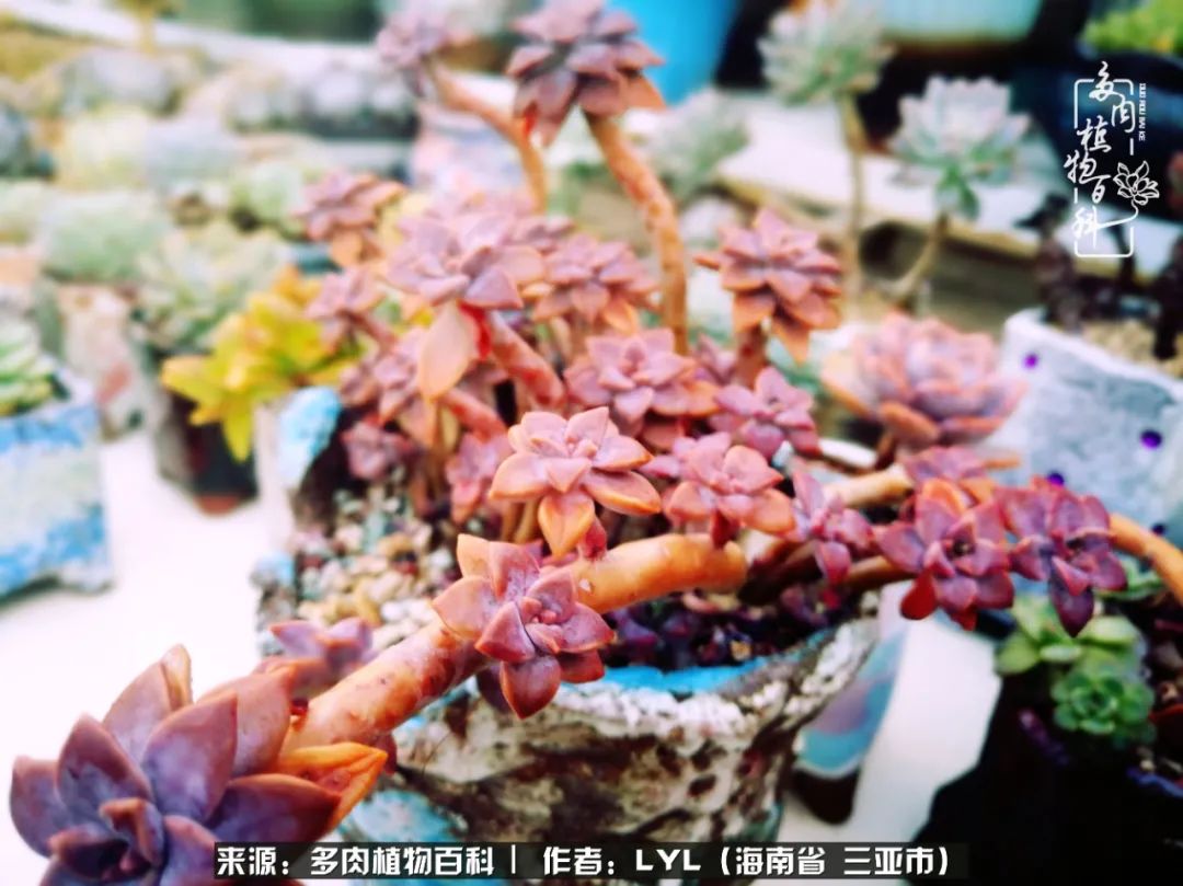 开挂区养多肉,非开挂区怎么把多肉养出状态