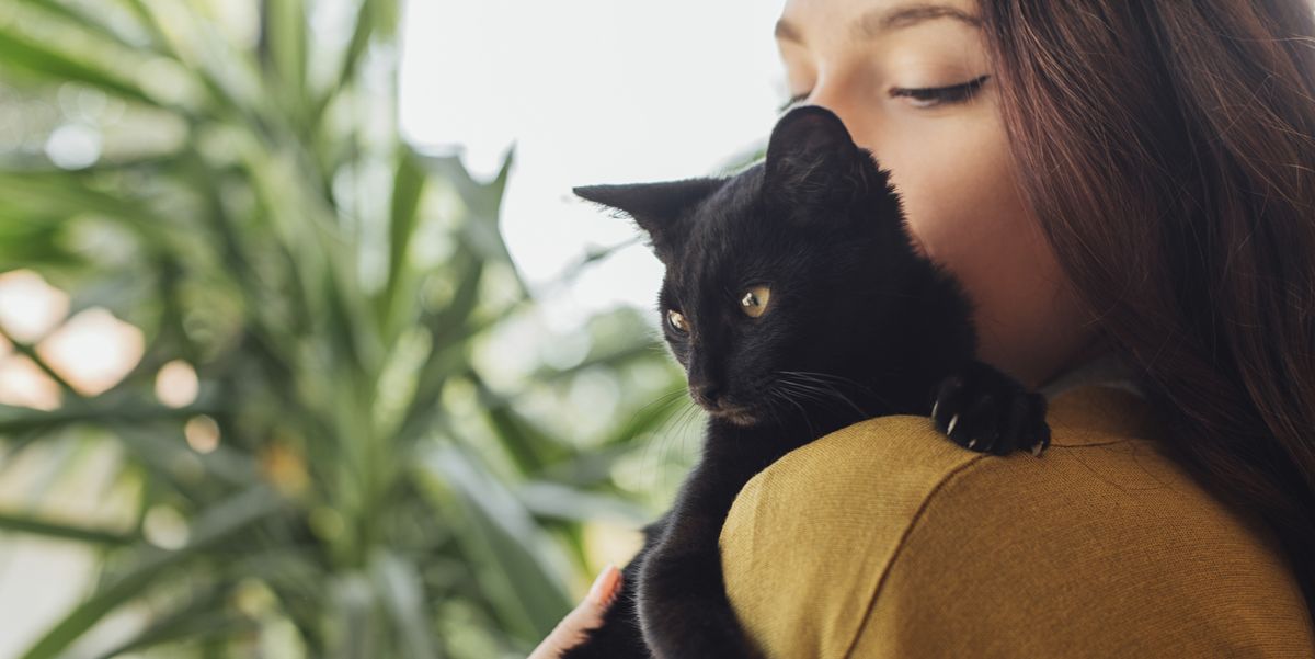 中华田园猫黑猫绿眼,中国田园猫咪黑猫