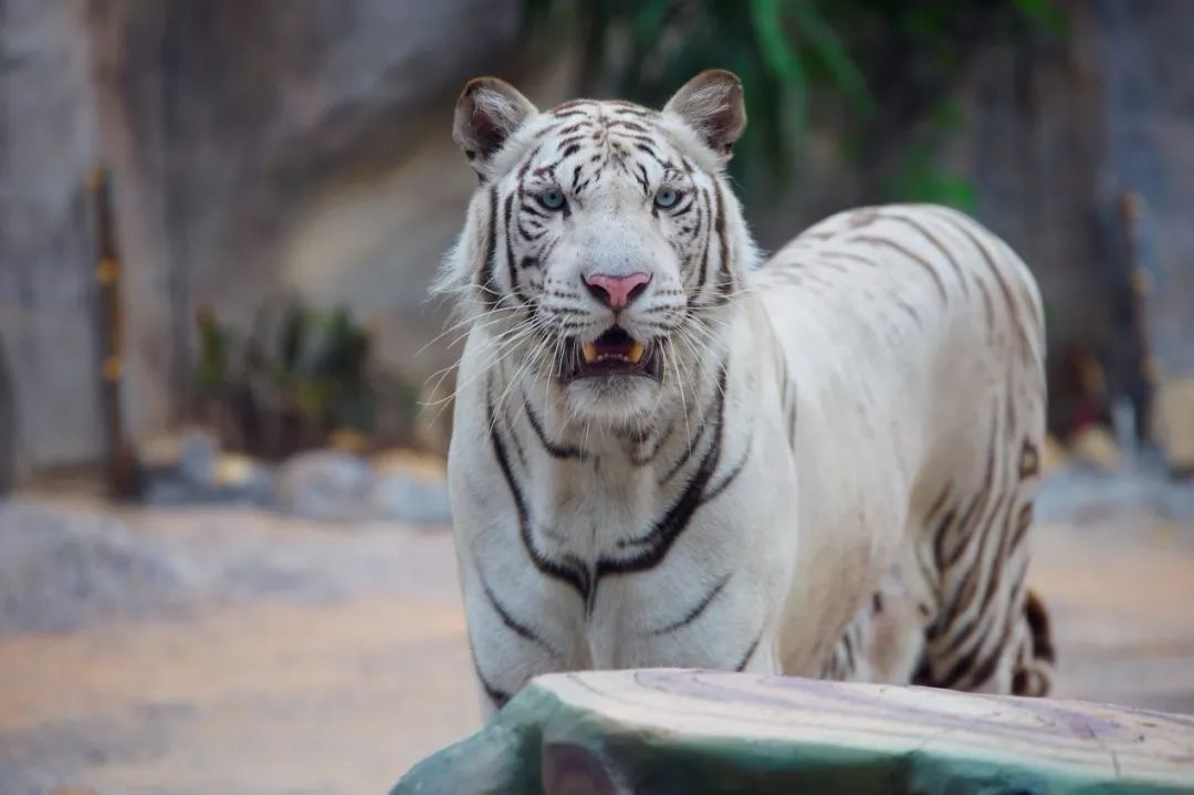 国际灵玲马戏城马戏表演时间,灵玲国际马戏长隆马戏哪个好看