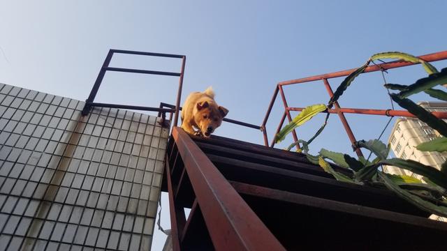 大年初一狗跑到床下不走,大年初一不小心把狗打死了