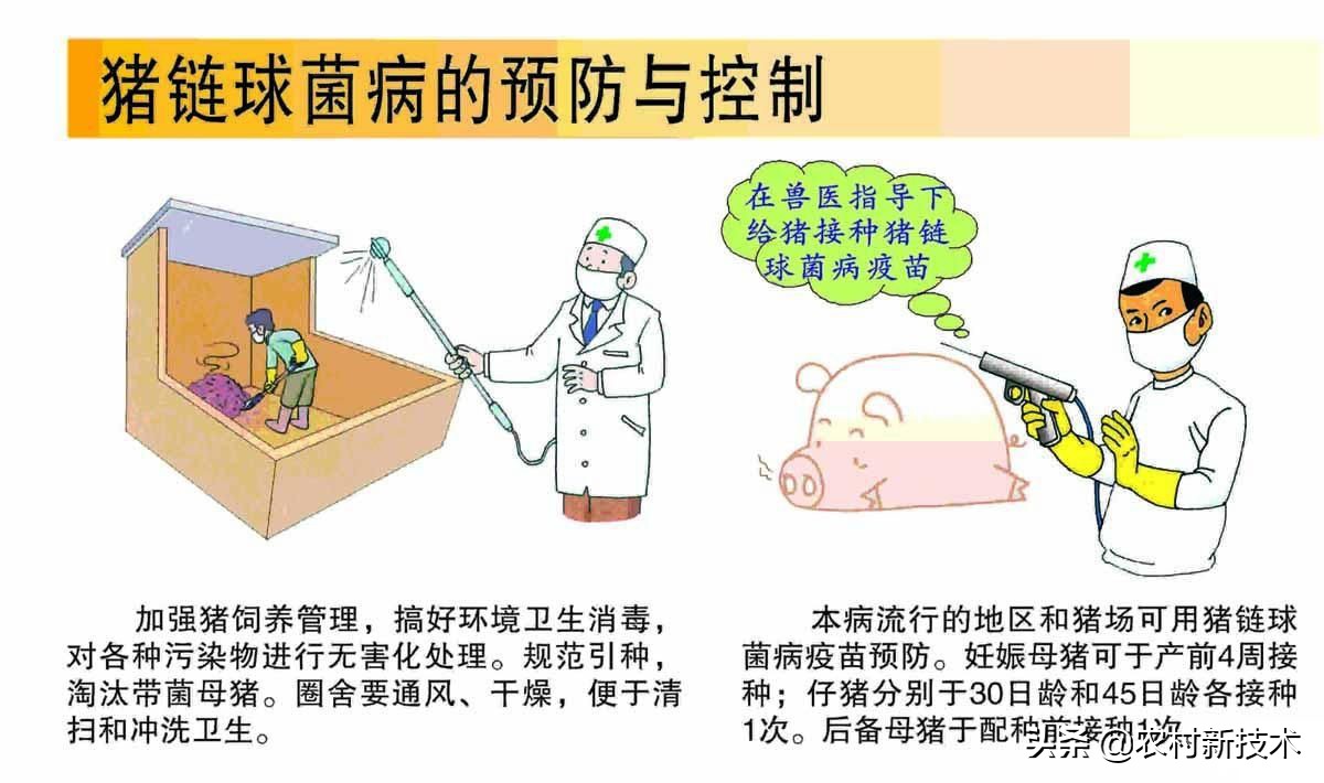 猪链球菌病防治知识问答题及答案,猪链球菌病用什么药防治猪病