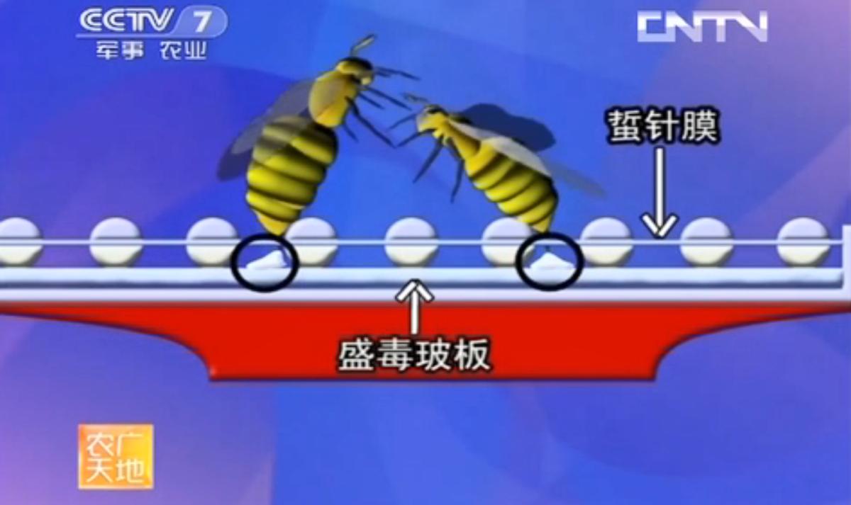 蜜蜂养殖与采蜜的区别和联系,养殖蜜蜂有没有毒