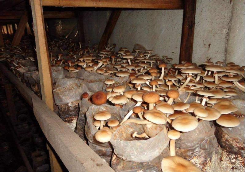 反季节林下香菇栽培技术,香菇种植出菇后怎样管理视频