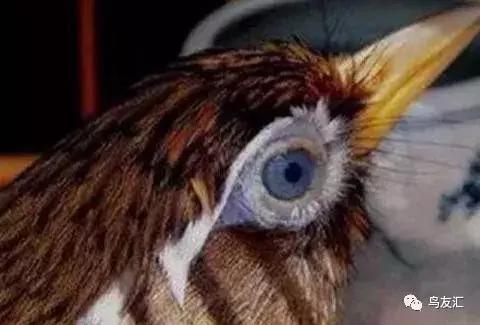 画眉鸟谈恋爱,青红羽画眉鸟图片