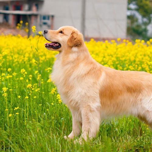 最易掉毛的小型犬,最不好养的5种小型犬
