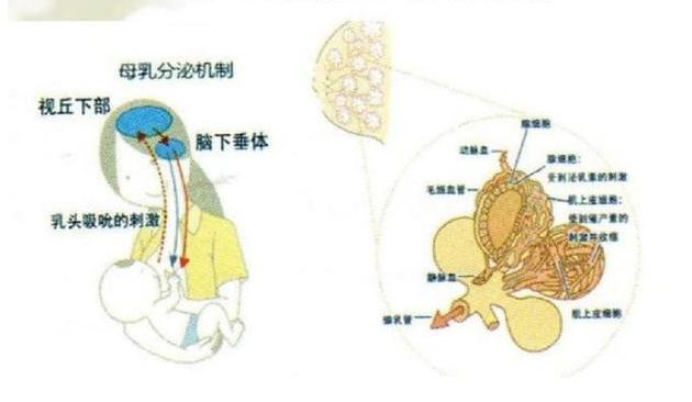 80后男催奶师,男性职业催奶师