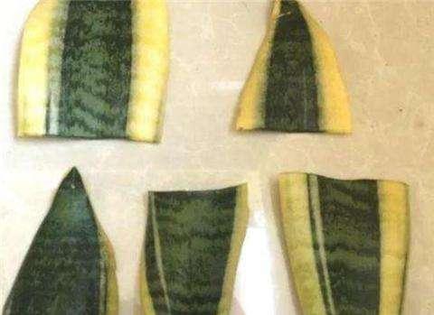 虎皮兰烂根用什么方法解决,虎皮兰烂根了用什么方法能好