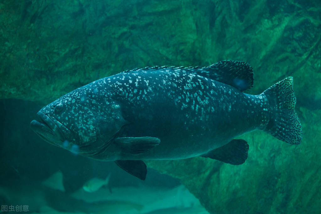 海里的巨型石斑鱼为什么不能吃,石斑鱼吃巨型鲨鱼视频