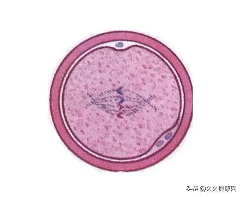 胚胎移植成功后有哪些注意事项,胚胎移植后的常见症状是什么