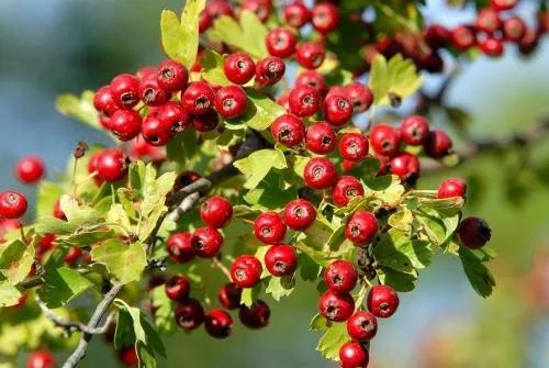 吃了回奶药8天了怎么还不回奶,回奶吃维生素b6几天可以回奶