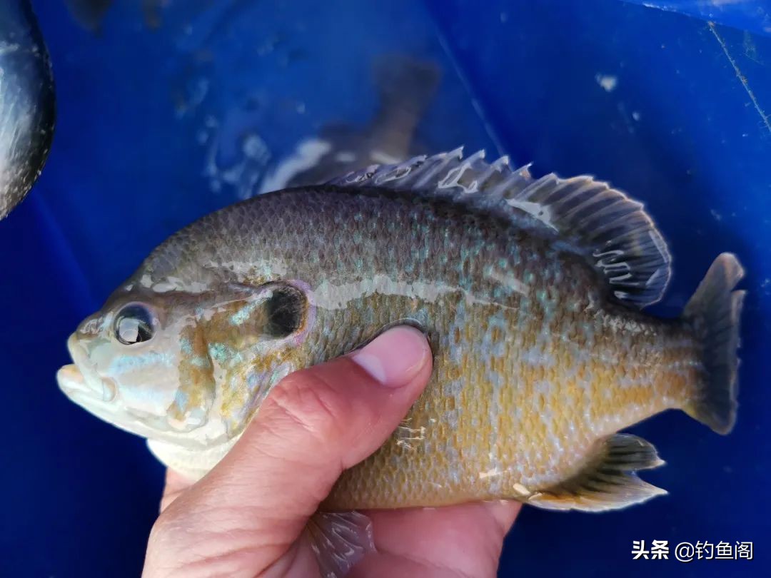 钓太阳鱼怎么选钓位视频,钓太阳鱼怎么选地方钓最好