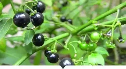 小时候常见又叫不上名的动植物,你们老家怎么说?满满的童年回忆