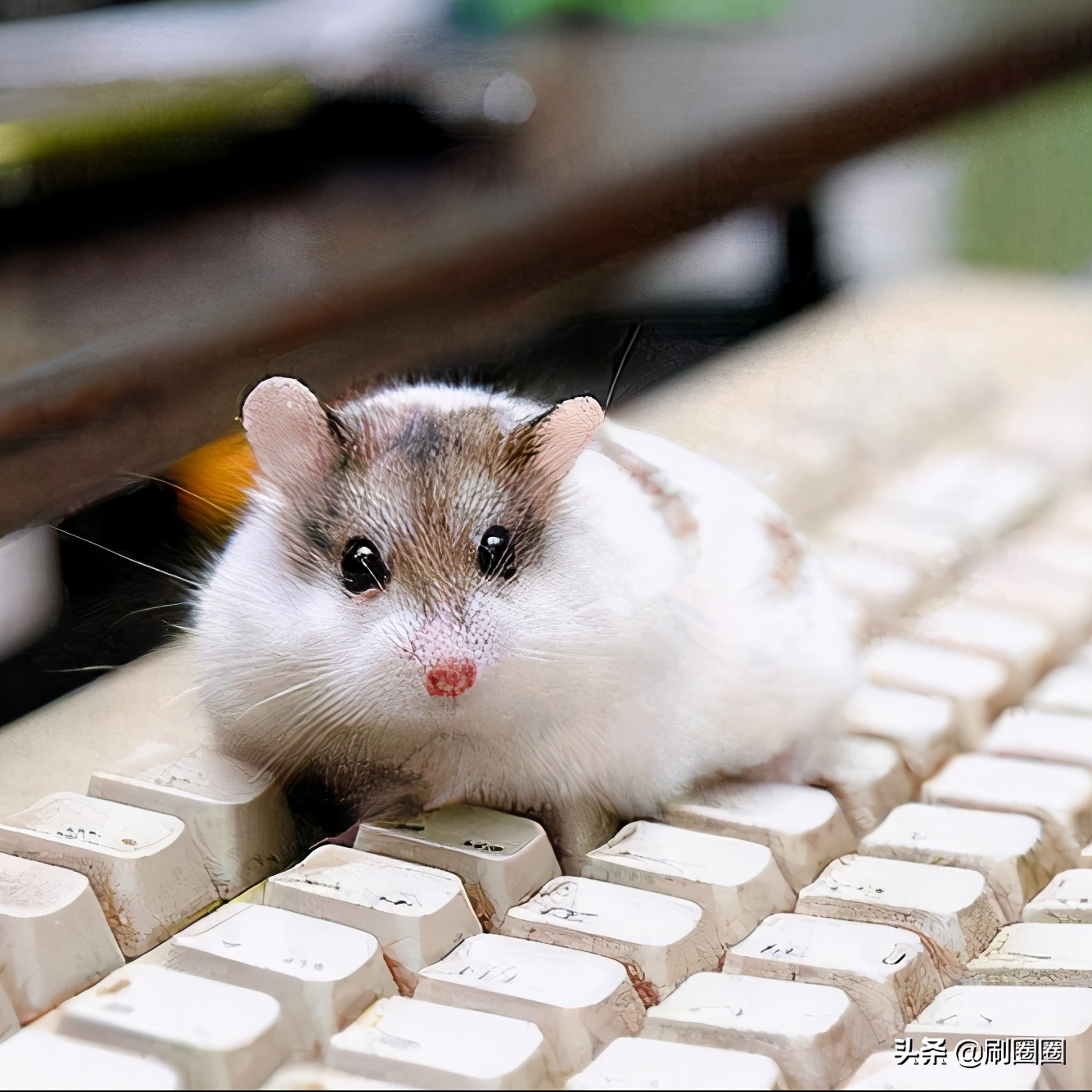 第五单元说明文作文500字五年级,五年级第五单元说明文作文范文