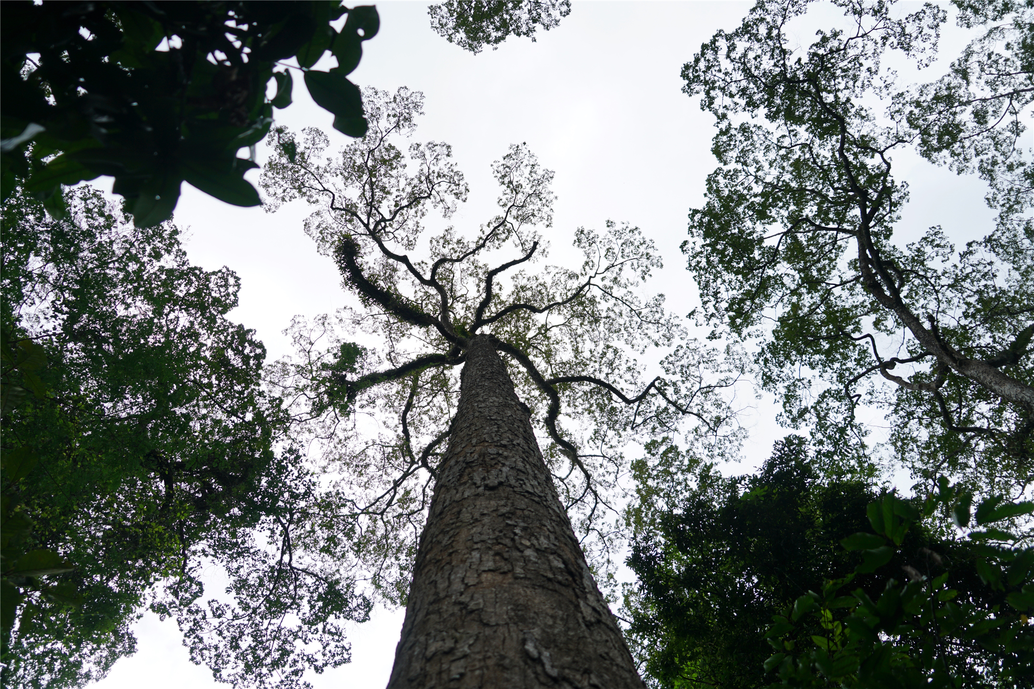 西双版纳望天树有多高,西双版纳望天树攀爬