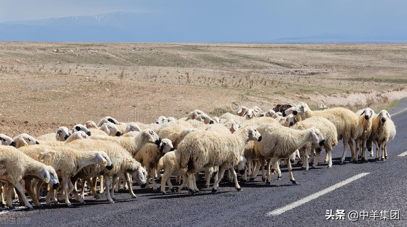 中羊集团养羊,养商品羊的利润与成本真实