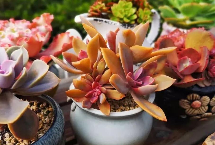 梅雨季，多肉盆栽爱徒长穿裙子、褪色，该怎么办？