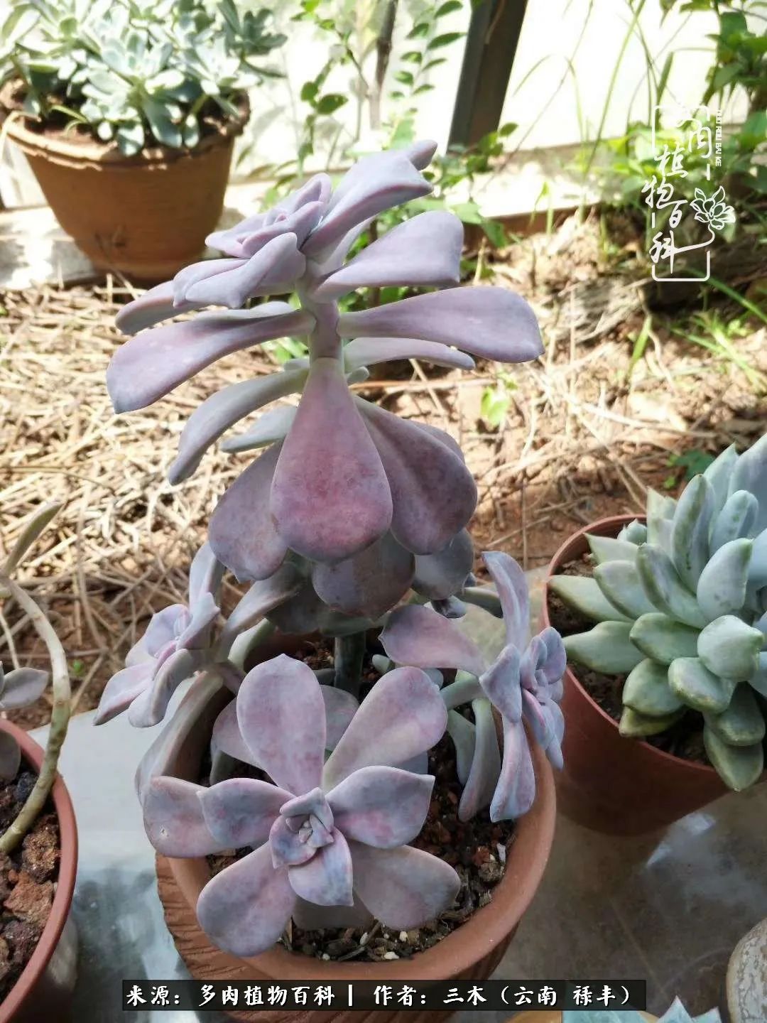 结缘多肉，阳台这一亩三分地就是我的世外桃源