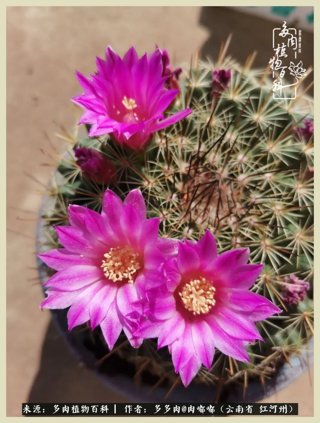 这个春天我们一起去赏花,这个季节我们一起去看花