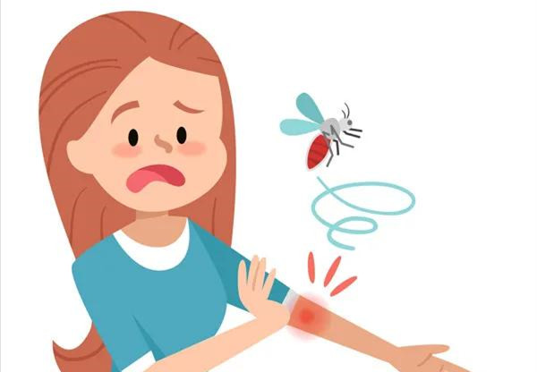 每天一味中药材薄荷,每日一药之薄荷