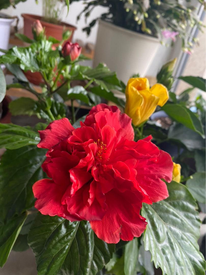 家里必养四种花,6种花公认最难养年年买都养不活