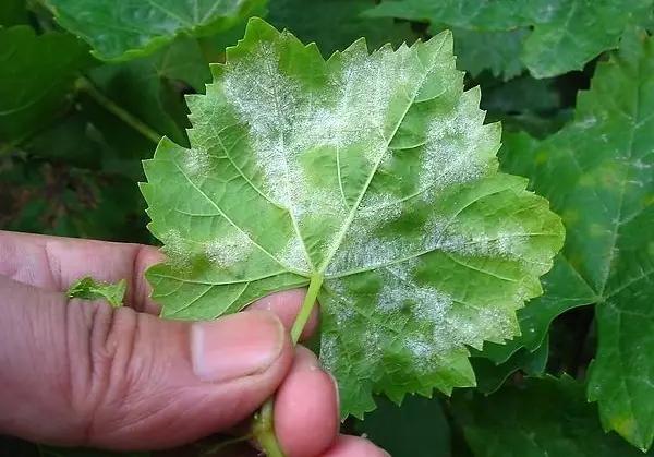 稻粒黑粉病防治药剂,治粉虱最好最快的方法