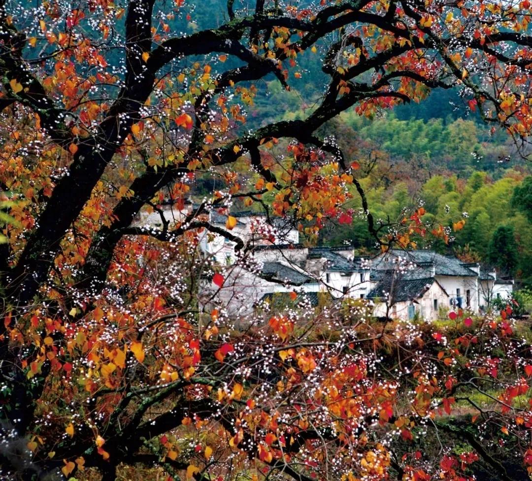 带着狗子旅行推荐,带着狗狗游新疆