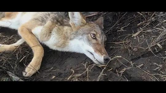 不用农药,让超1000种动植物生态平衡,这次美国人真的做到了