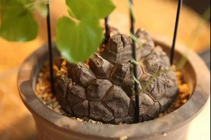 林草科普|多肉植物