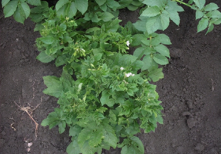 马铃薯有蚜虫怎么办,马铃薯种植过程中出现的问题