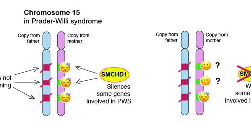 唤醒基因,唤醒睡眠干细胞