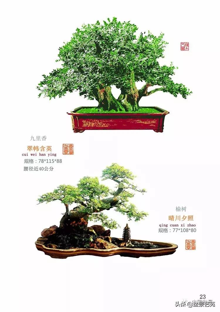 陈文图榕树欣赏,陈文图盆景