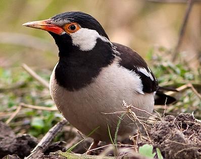 东江揽胜,惠州淡水常见鸟类图谱