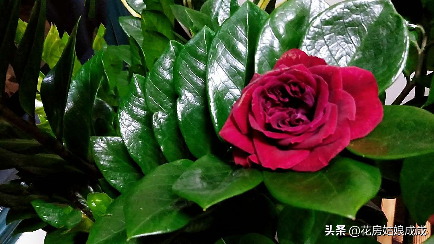 金钱树不长新芽偏方,金钱树枝叶不粗壮怎么办